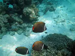 Redtail butterflyfish (Chaetodon collare)