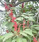 Red coloured fruit of the kamala, Nandi hills slopes, Bangalore, India