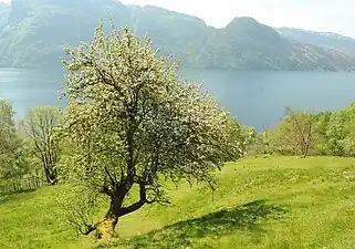 Wild apple tree