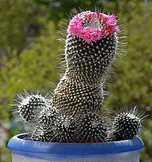 Mammillaria spinosissima 'Un Pico'