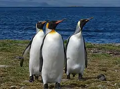 Penguins in the Kerguelen Islands