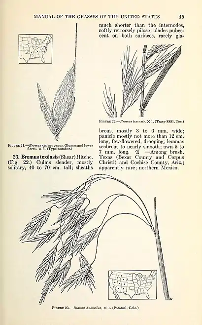 Manual of the grasses of the United States (Page 45) BHL42020646.jpg