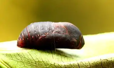 Pupa