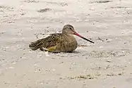 Marbled godwit(Limosa fedoa)