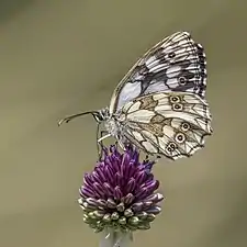 female form procida underside