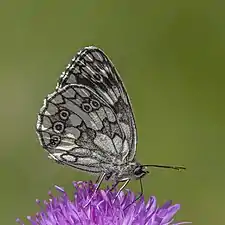 male form procida underside