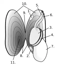 Freshwater pearl mussel anatomy