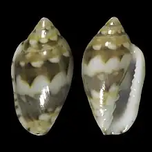 Marginella melvilliBaía St. AntonioPrincipe Is