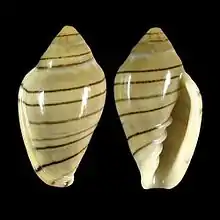 Marginella musicaCape AgulhasSouth Africa