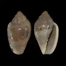 Marginella ornataTranskei, South Africa