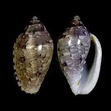 Marginella roseaGansbaai, S. Africa