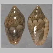 Marginella simulataPraia Amélia, NamibeAngola