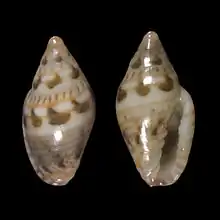 Marginella undulansSaco Mar, Namibe, Angola