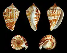 Neodilatilabrum marginatus