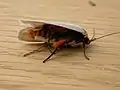 Threatened moths lie down on their back or side