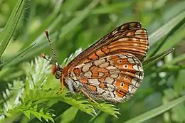 Marsh fritillary (Euphydryas aurinia) female underside.jpg