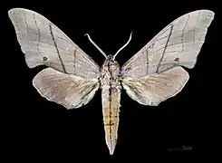 Male M. c. cristata