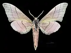 Male M. c. cristata, underside