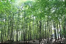 Beech Forest