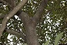 A bat hangs from a tree