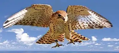 Mauritius Kestrel in Kestrel Valley Mauritius