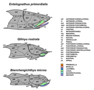 Diagram with other maxillate placoderms in lateral view