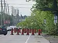 Downed trees on Uplands Drive (Ottawa)