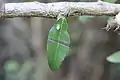 Maytenus acuminata leaf, showing "silk"