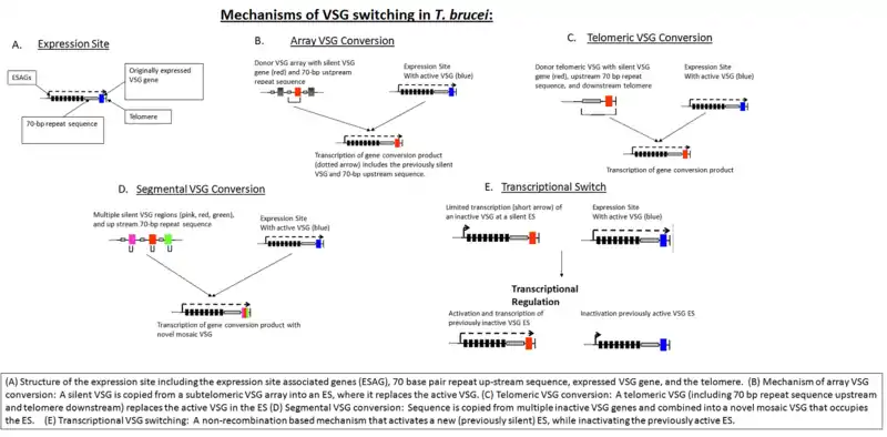 Mechanisms of VSG switching in T. brucei: A. Structure of the expression site including the expression site associated genes (ESAG), 70 base pair repeat up-stream sequence, expressed VSG gene, and the telomere B. Mechanism of array VSG conversion: A silent VSG is copied from a subtelomeric VSG array into an ES, where it replaces the active VSG. C. Telomeric VSG conversion: A telomeric VSG (including 70 bp repeat sequence upstream and telomere downstream) replaces the active VSG in the ES D. Segmental VSG conversion: Sequence is copied from multiple inactive VSG genes and combined into a novel mosaic VSG that occupies the ES E. Transcriptional VSG switching: A non-recombination based mechanism that activates a new (previously silent) ES, while inactivating the previously active ES.