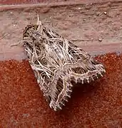 Spodoptera littoralis