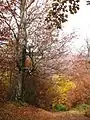 Mountain Medvednik in autumn