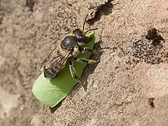 Megachile sp. with cut leaf