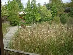 Boardwalk and wetlands