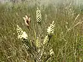 Leaves and flowers