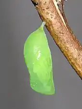 Pupa