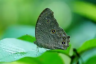 Ventral view (wet-season form)