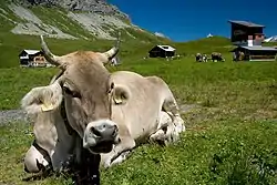 Braunvieh cattle at Melchsee-Frutt, Switzerland