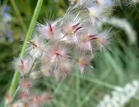 infructescence