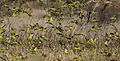 Large flock of budgerigars