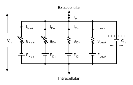 Circuit diagram depicting five parallel circuits that are interconnected at the top to the extracellular solution and at the bottom to the intracellular solution.