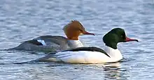 Mergus merganser couple, Vaxholm, Sweden