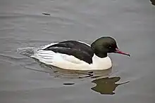 Male goosander