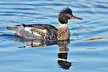 Red-breasted merganserMergus serratortoppet skallesluger