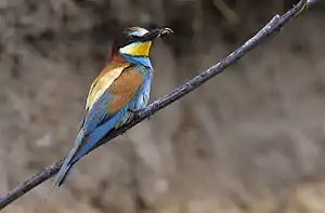 European bee-eaterMerops apiaster