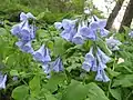 Typical blue-flowered form at the botanical gardens in Berlin, Germany