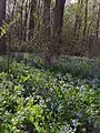 Woods carpeted in bluebells