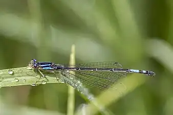 Mesamphiagrion lateraleadult female, Colombia