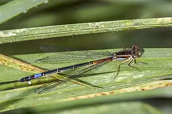 Mesamphiagrion lateraleimmature female