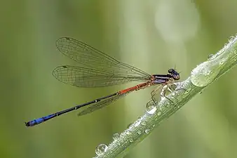 Mesamphiagrion lateraleimmature male