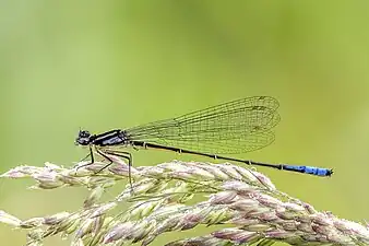 Mesamphiagrion lateraleadult male, Colombia